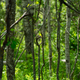 Illustration for article titled Greenwater Provincial Park (picture heavy)